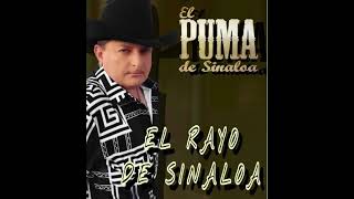 EL PUMA DE SINALOA  EL RAYO DE SINALOA