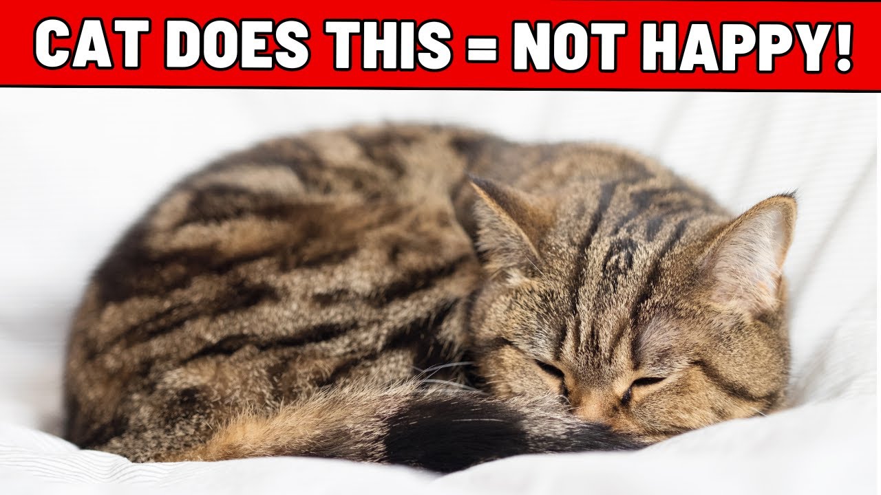 8 Unmistakable Signs Your Cat Is Unhappy - Never Ignore!