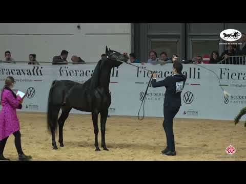 N 39 PROMETHEUS CW   VERONA 2022 International Show   Stallions 7+ Years Old Class 10