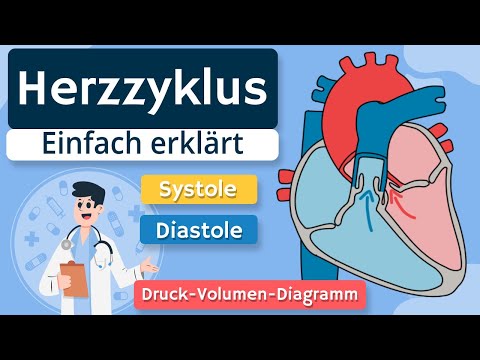 Herzzyklus - Systole, Diastole und Druck-Volumen-Diagramm einfach erklärt