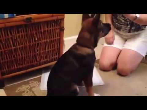 Smart as a button, little Alli learning the down command.