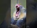 Mandrill Fearless And Aggressive Monkey In The World