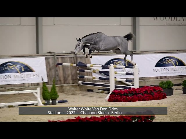 Walter White Van Den Dries