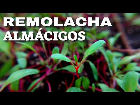 , title : '👉Cómo sembrar REMOLACHA orgánica en Casa'