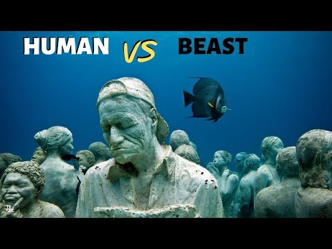 Human and Beast Incredible Moments | Wild Life | Deep Ocean | Tip Top Tube