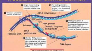 DNA Replication- Leading vs  Lagging Strand