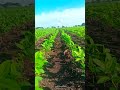 19 July 2022 Soyabean Growing 9560 Green Status ️