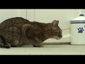 Bengala - Bengal Kitten Introduction to adult cats - Part 1
