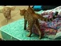 Bengal Kitten Introduction to adult cats - Part 1