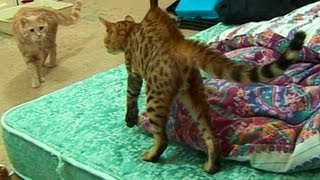 Bengal Kitten Introduction to adult cats - Part 1