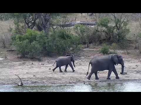 Djuma: Two Elephants get drink at the dam - 11:31  - 09/11/20