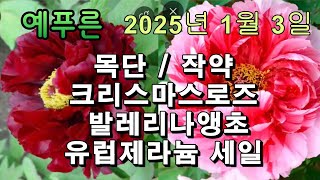 26년 1 3 목단 작약 제라늄세일 크리스마스로즈 발레리나앵초