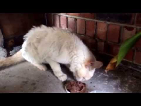 Starving cat shows up on doorstep