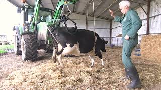 Lifting with a Pelvic Lifter | Down Cows Tutorial | Dairy Animal Health