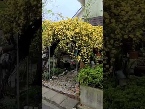 木やペレットの灰を嫌う植物は何ですか?  庭園