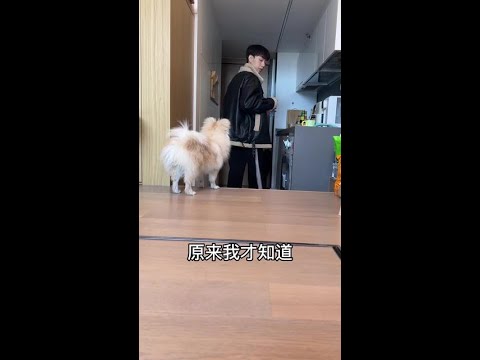为什么狗狗这么忠诚？因为他怕一个人，因为他怕我们离开他#博美 #宠物 #萌宠日常记录