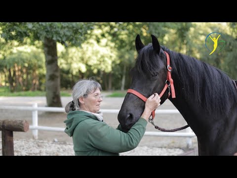 Fahr- und Reitpferd tritt vorne zu kurz - Wallach Enno beim Pferdecheck auf Hof Eicheneck