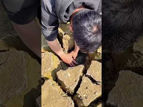 Catfish catching process in dry river