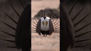 Download lagu Burung Sage Grouse Besar mp3