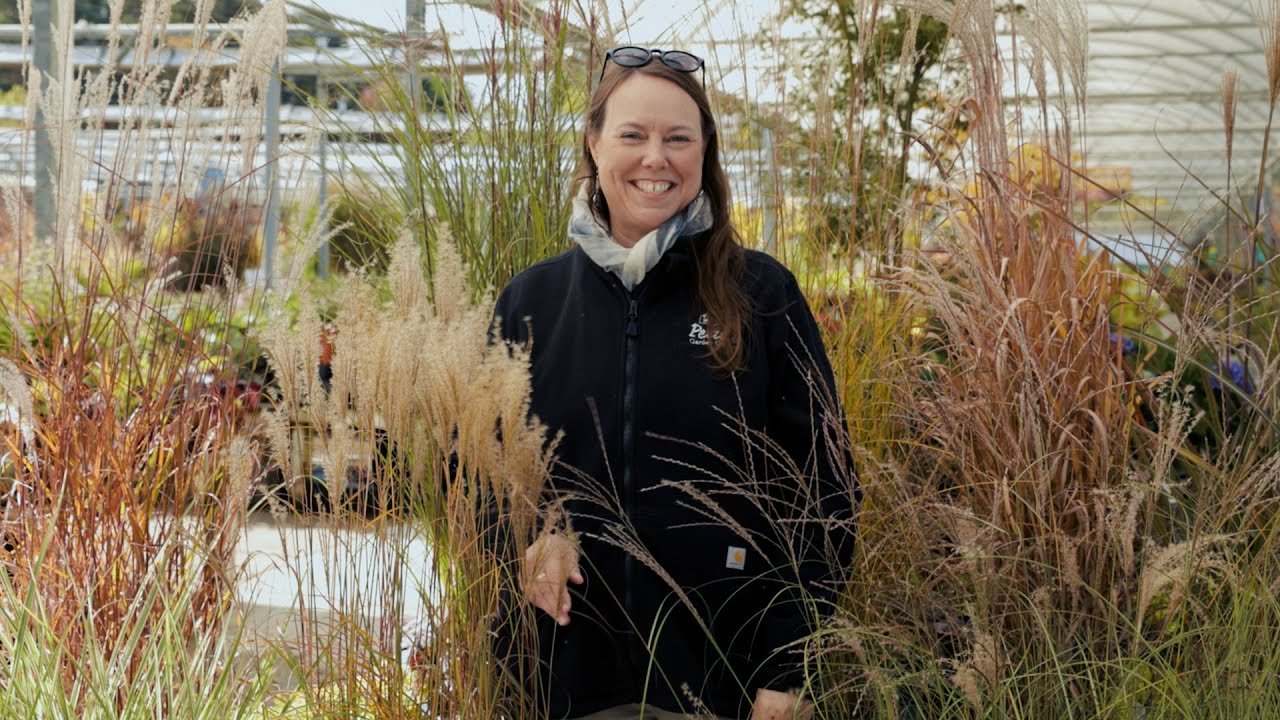 PETITTI Miscanthus Spotlight | How to Grow & Care For Perennial Ornamental Maiden Grass