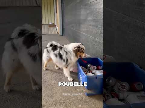 Ce chien a fait tout le ménage ❤️