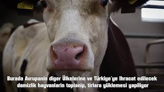 Agroplanet Livestock - Tschechien Farm
