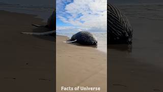 whale exploding on truck 😨 #facts