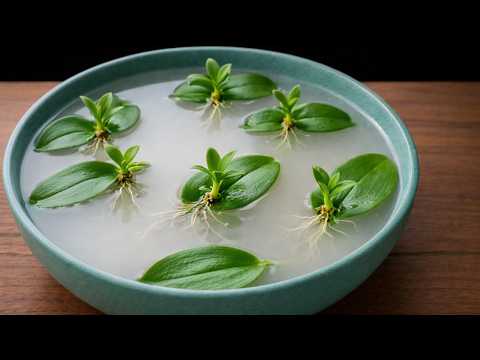 Δοκίμασα σκόρδο και νερό ρυζιού σε μια ορχιδέα που ετοιμοθάνατη - Δείτε τι συνέβη