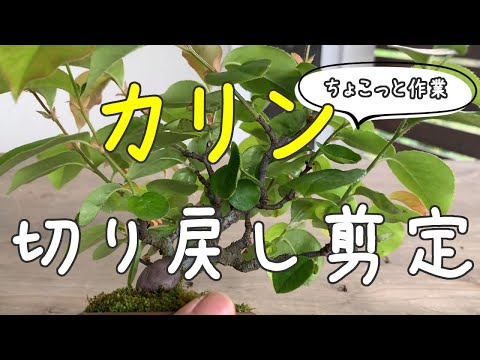 カリンの花、梨の木、花梨の花