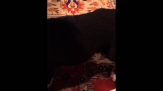 Attacked by a puppy greater Swiss mountain dog