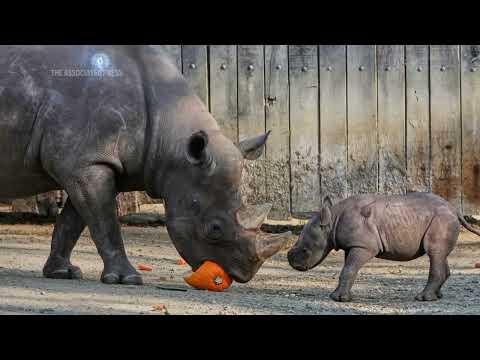 Critically endangered baby rhino makes its debut at Cleveland zoo - YouTube
