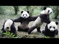 Panda Funny Moment Videos 🐼 Panda is like a Big meatball that keeps wrestling 🐼 Panda Video