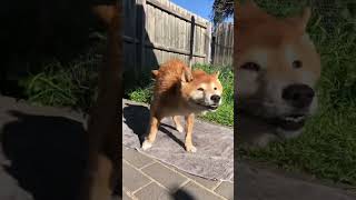 【柴犬】シャンプー後自分で体を拭き、その後ブラッシングしてもらうクモ🐾 Shiba Inu Kumo tries to dry himself after shower #柴犬 #shibainu