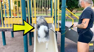 My Dogs Vs. THE JUNGLE GYM!!