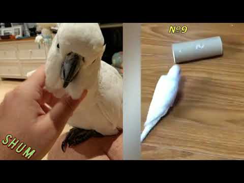 Попугай!!! Где видео, а где GIF?/Parrot!!! Where's the video and the GIF?