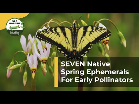 SEVEN Native Spring Ephemeral Plants For Early Pollinators​