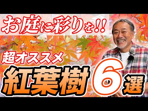 érable-Japon-petit-rouge-taillé-touffes-herbe-Japon