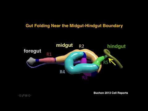 Ahmed: The guts of Wnt signal transduction.