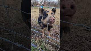 Cute little polka-dot pig