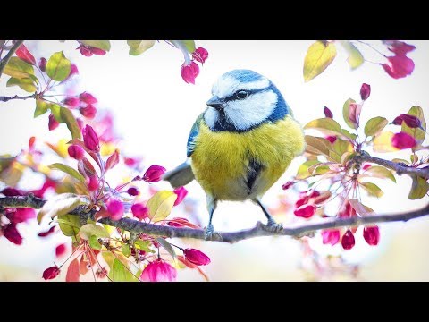 Relaxing Spring Music - Calm Piano with Birds Nature Sounds