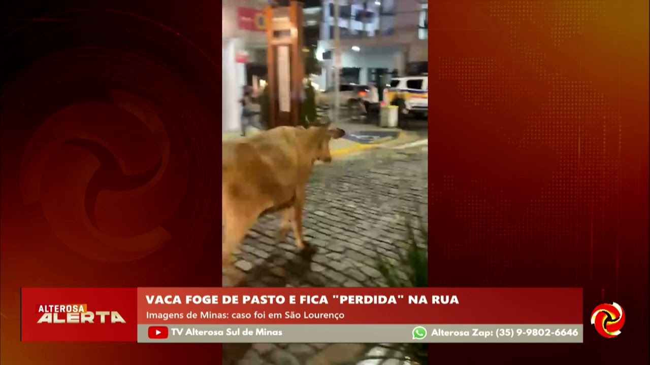 Vaca escapa de pasto e circula pelas ruas de São Lourenço