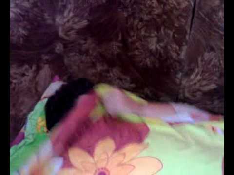 Trezirea de la Lapugiu de Jos