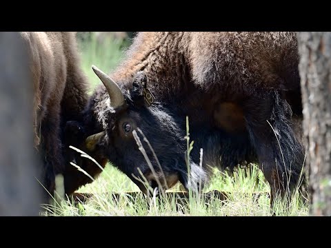 Wild Vermejo | Bison management on America’s largest private property