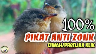 Download lagu Suara Anakan Ciblek tebu atau prenjak meong Ampuh untuk Pikat dan Pemancing bunyi ciblek lain mp3