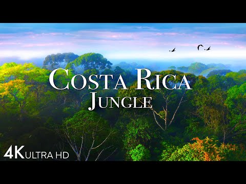 Costa Rica Jungle Beautiful Tropical Rainforest with Exotic Wildlife