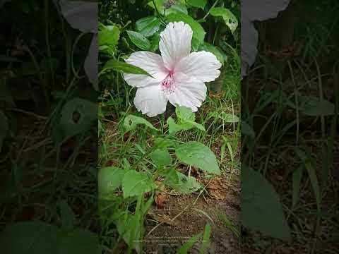 Nature ll Cute sushree ll#music #nature #sushree