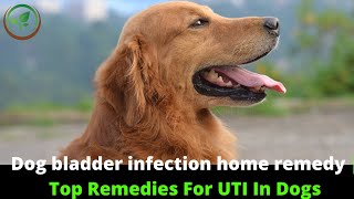 ✅ Dog Bladder Infection Home Remedy || Natural Cures for Urinary Tract Infections in Dogs
