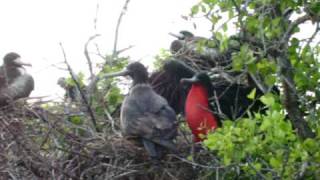 preview picture of video 'frigate bird trying to attract a mate'