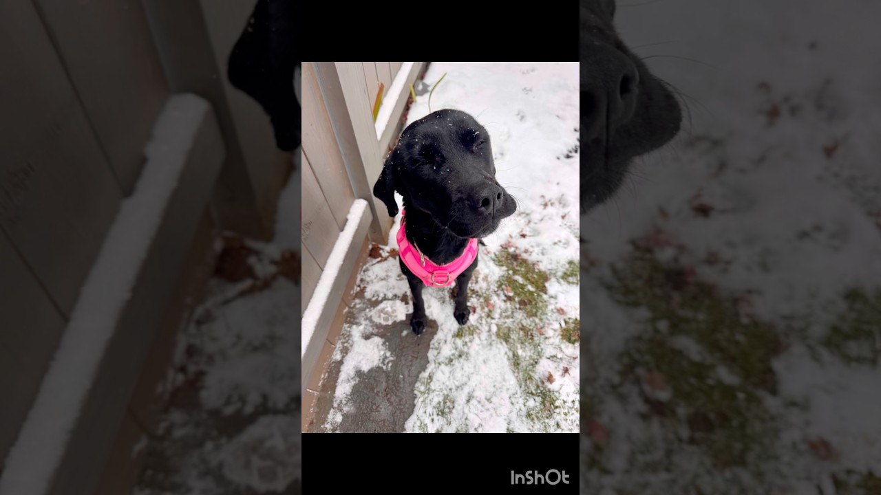 Enlarge Queen, a ADOPTABLE mixed breed in Richmond , VA video 6/6