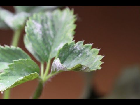 Beskämpning mjöldagg